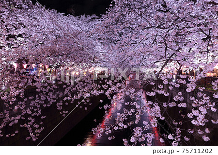 満開の桜のライトアップ（目黒川の満開の桜ライロアップ） 75711202