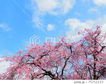 佐倉宗吾霊堂の春 75711215