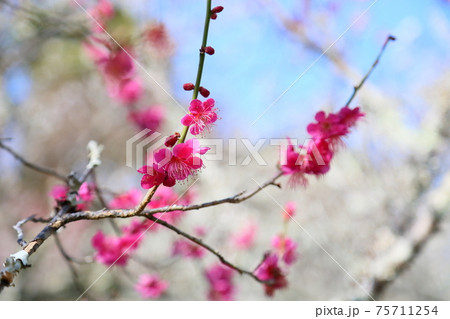 ピンクの梅の花 75711254