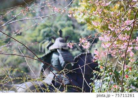 早咲き桜の花 75711261