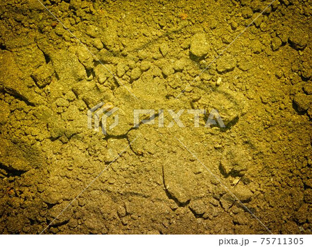 ground texture 75711305