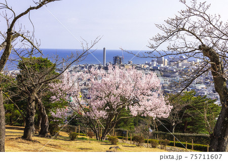 茨城県日立市 神峰公園の桜 茨城県日立市 神峰公園の桜 75711607