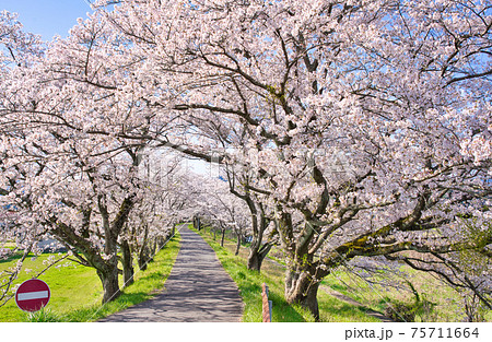 法勝寺川土手の桜並木 75711664