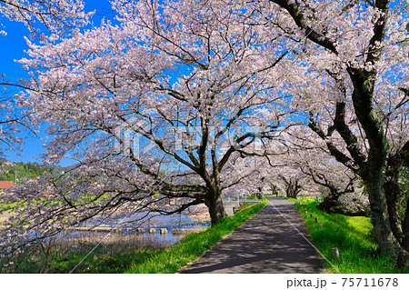 法勝寺川土手の桜並木 75711678