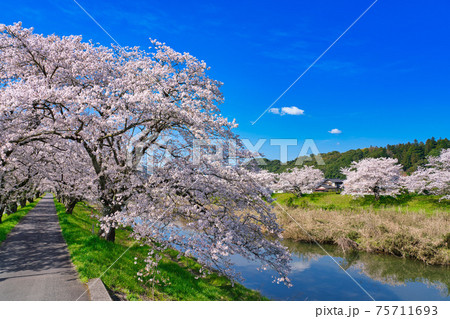 法勝寺川土手の桜並木 75711693