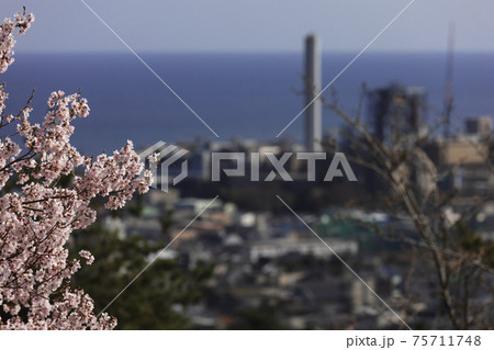 茨城県日立市 神峰公園の桜 茨城県日立市 神峰公園の桜 75711748