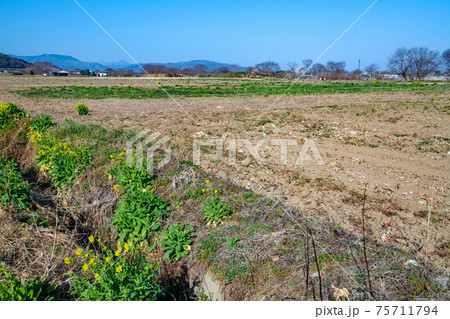 初春の農耕地の風景　花園橋付近　　 75711794
