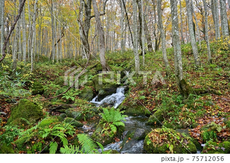 晩秋の蔦沼で見た小さな滝の情景＠青森 75712056