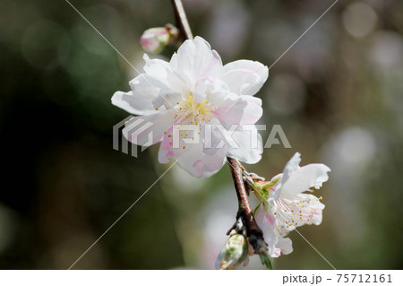 桃の花　ハナモモ 75712161