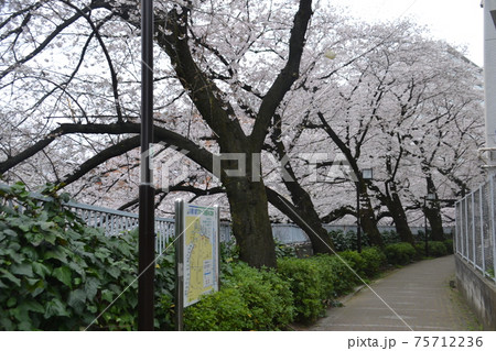 桜並木 75712236