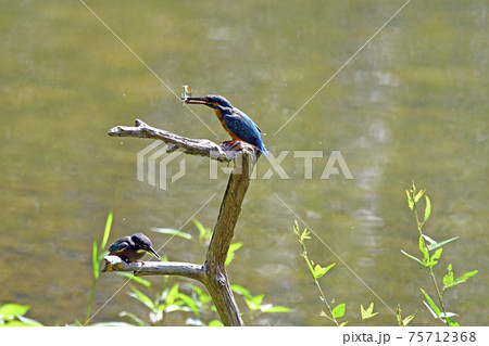 カワセミ カワセミ 75712368