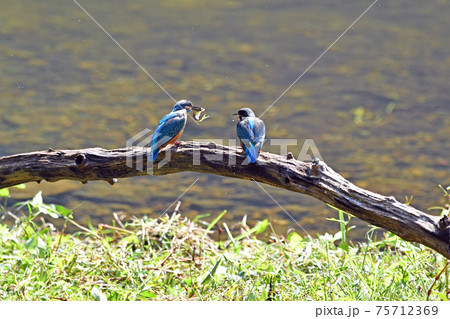 カワセミの親がエサをやるところ。 75712369