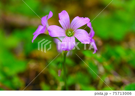 リュウキュウコスミレ 75713006