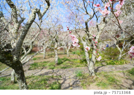 淡桃色の梅の花 淡桃色の梅の花 75713368