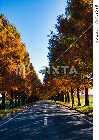 マキノ高原 メタセコイア並木の紅葉 マキノ高原 メタセコイア並木の紅葉 75713539
