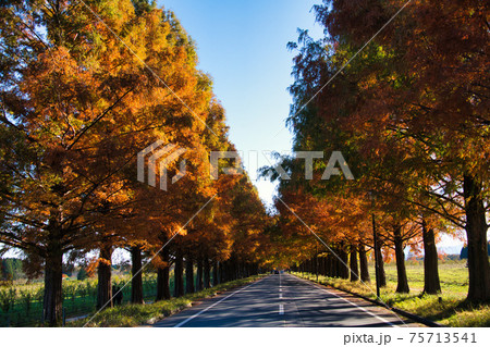 マキノ高原 メタセコイア並木の紅葉 75713541