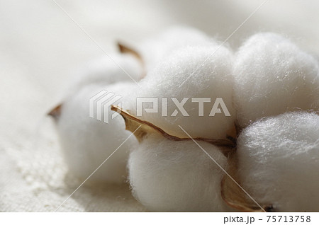 綿（天然コットン、綿花、真綿、コットン） 75713758