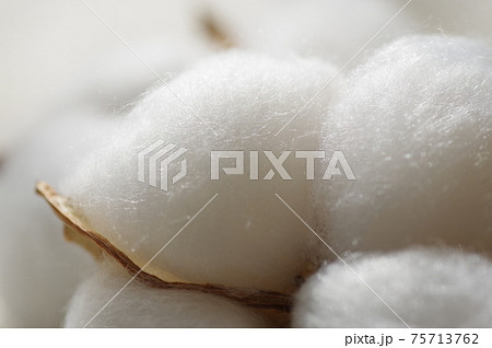 綿（天然コットン、綿花、真綿、コットン） 75713762