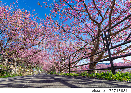 静岡県賀茂郡河津町 河津川沿いの河津桜 静岡県賀茂郡河津町 河津川沿いの河津桜 75713881