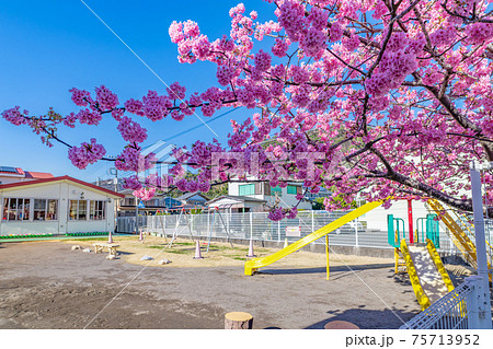 桜咲く春の幼稚園(保育園) 75713952
