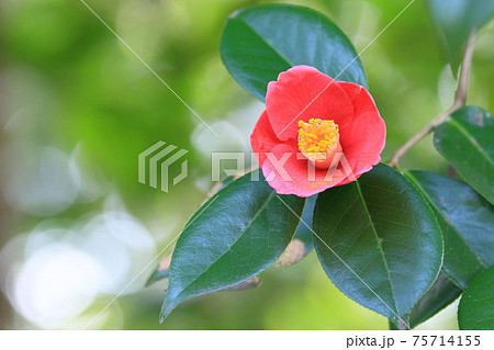 藪椿　やぶつばき　赤い花びら　一輪 75714155