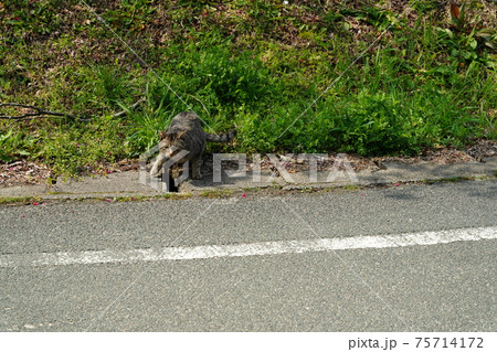 側溝の隙間に入ろうと何度か挑戦したがお尻がつかえて断念したキジトラ野良猫 側溝の隙間に入ろうと何度か挑戦したがお尻がつかえて断念したキジトラ野良猫 75714172