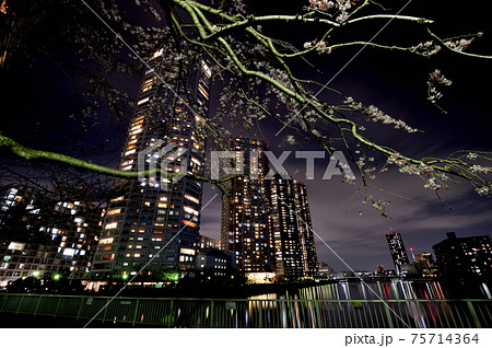 東京都 東雲の高層タワーマンション群の夜景 東京都 東雲の高層タワーマンション群の夜景 75714364