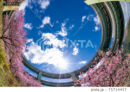 静岡県賀茂郡河津町　河津ループ橋と上条の河津桜 75714457