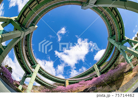 静岡県賀茂郡河津町 河津ループ橋と上条の河津桜 静岡県賀茂郡河津町 河津ループ橋と上条の河津桜 75714462