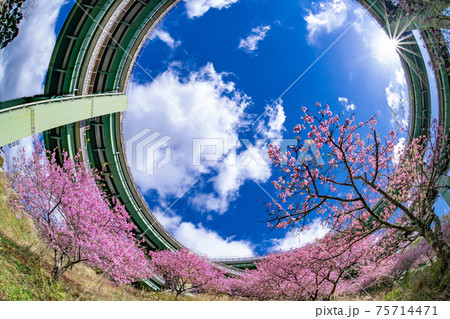 静岡県賀茂郡河津町　河津ループ橋と上条の河津桜 75714471