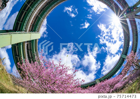 静岡県賀茂郡河津町　河津ループ橋と上条の河津桜 75714473