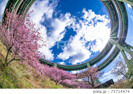 静岡県賀茂郡河津町　河津ループ橋と上条の河津桜 75714474