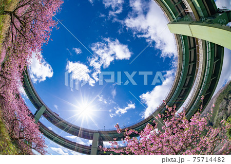 静岡県賀茂郡河津町　河津ループ橋と上条の河津桜 75714482