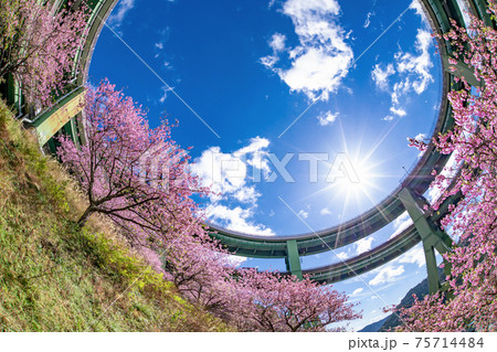 静岡県賀茂郡河津町　河津ループ橋と上条の河津桜 75714484
