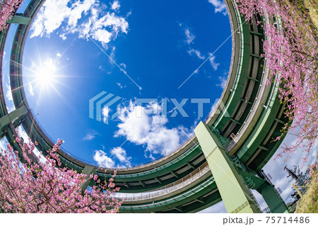 静岡県賀茂郡河津町　河津ループ橋と上条の河津桜 75714486