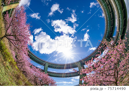 静岡県賀茂郡河津町　河津ループ橋と上条の河津桜 75714490
