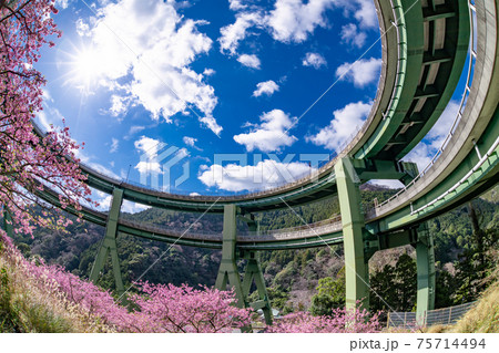 静岡県賀茂郡河津町　河津ループ橋と上条の河津桜 75714494