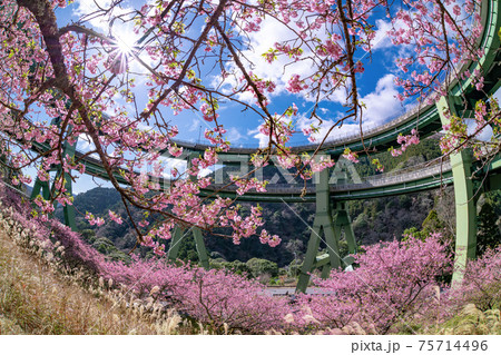 静岡県賀茂郡河津町　河津ループ橋と上条の河津桜 75714496
