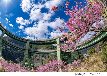 静岡県賀茂郡河津町　河津ループ橋と上条の河津桜 75714498