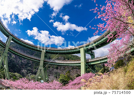 静岡県賀茂郡河津町　河津ループ橋と上条の河津桜 75714500
