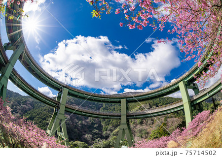 静岡県賀茂郡河津町　河津ループ橋と上条の河津桜 75714502