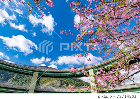 静岡県賀茂郡河津町　河津ループ橋と上条の河津桜 75714503