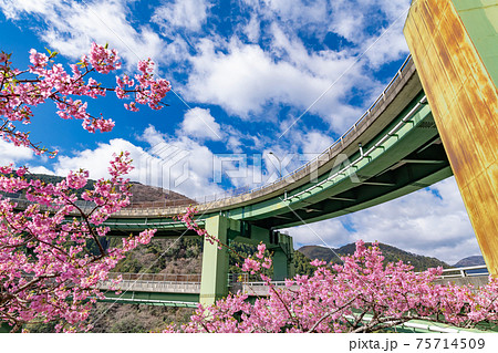 静岡県賀茂郡河津町　河津ループ橋と上条の河津桜 75714509