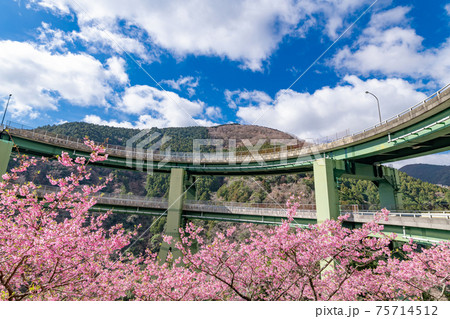 静岡県賀茂郡河津町　河津ループ橋と上条の河津桜 75714512