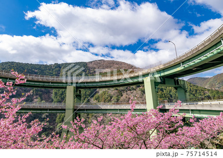 静岡県賀茂郡河津町　河津ループ橋と上条の河津桜 75714514