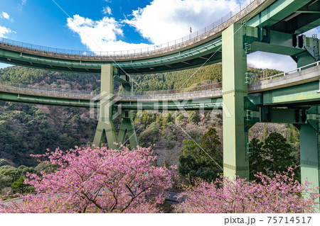 静岡県賀茂郡河津町　河津ループ橋と上条の河津桜 75714517