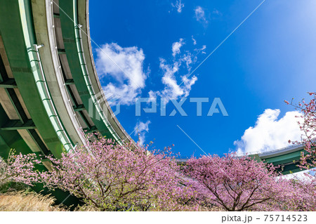 静岡県賀茂郡河津町 河津ループ橋と上条の河津桜 静岡県賀茂郡河津町 河津ループ橋と上条の河津桜 75714523