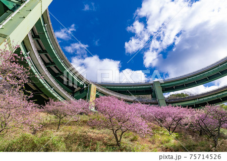 静岡県賀茂郡河津町　河津ループ橋と上条の河津桜 75714526