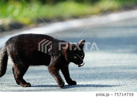 若い野良猫の黒猫オスが狩りをしてトカゲを捕まえるの写真素材