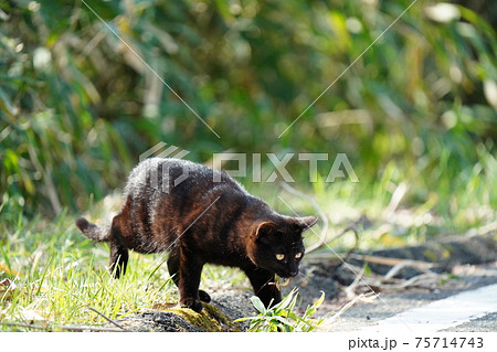 若い野良猫の黒猫オスが狩りをしてトカゲを捕まえるの写真素材 